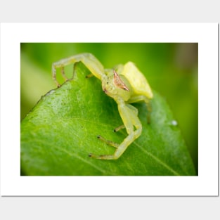 A masked crab spider (Thomisidae) waiting for a prey Posters and Art